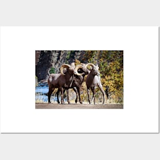 Bighorn Sheep Posters and Art